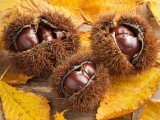 Heap of whole spiky sweet chestnuts and leaves